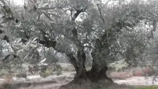 La cosecha de oliva del Bajo Aragón no será tan mala como el año pasado, pero tampoco buena