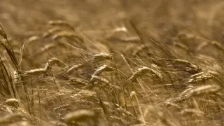 Un campo de trigo