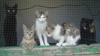 Varios gatos en una protectora de Jaca.