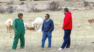 De izquierda a derecha, Ricardo Altaba, Álvaro Sancho y Servando Gascón, tres ganaderos de la cooperativa de vacuno del Maestrazgo, en una finca de Cantavieja