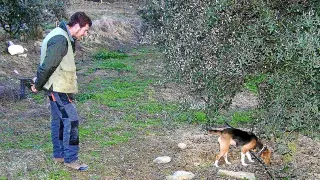 Un buscador de trufas consigue, con su perro, los primeros ejemplares silvestres de la temporada.