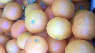 Mandarinas en uno de los puestos de cítricos que traen agricultores levantinos.