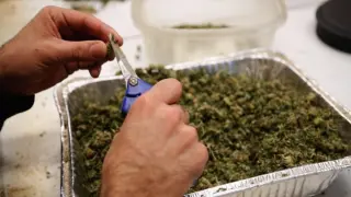 Un trabajador holandés limpiando cannabis