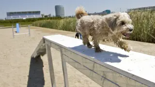 Un perro practicando 'agility' en el Parque del Agua
