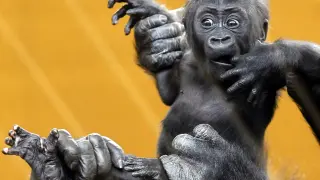 Una cría de gorila sostenida por su madre