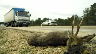 El cadáver de un animal en la cuneta de una carretera soriana.
