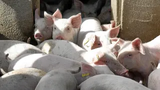 Una granja de cerdos