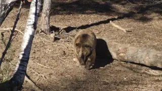 Un ejemplar de oso pardo en Lacuniacha