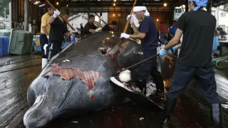 Un grupo de japoneses despiezando una ballena