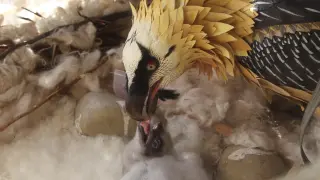 Los pollos de quebrantahuesos recién nacidos