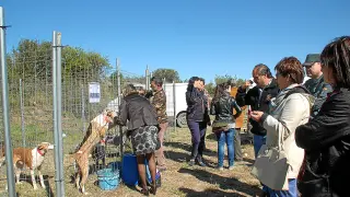 Algunos de los perros de caza que participan en la Naupesca 2014 de Caspe.