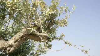 Se han identificado diez nuevas variedades de olivo en Huesca