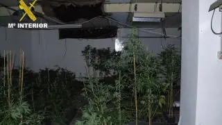 Imagen de archivo de una plantación de droga en el interior de un local