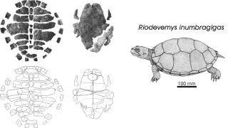 Encuentran una nueva tortuga "a la sombra del gigante de Riodeva"