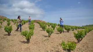Sumillers y periodistas especializados de EE. UU. visitan los viñedos de la Denominación de Origen Cariñena