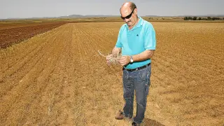 Así está el cereal que debería tener medio metro de altura. Los agricultores del sur de Teruel dan ya por perdida la cosecha cerealista. Juan Sánchez, agricultor de Cella, muestra un campo que en estas fechas debería tener medio metro de altura.
