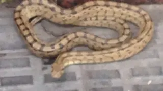 Nuevo espécimen de serpiente de Esculapio en Zaragoza