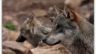 El número de manadas de lobos ha descendido en Soria en los últimos años