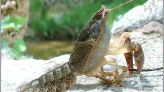 El cangrejo de río es una especie autóctona de Aragón en peligro de extinción