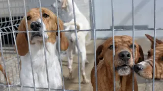 Foto de archivo de perros listos para ser dados en adopción