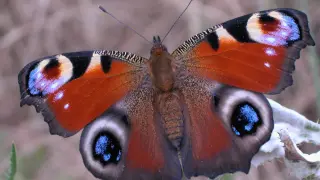 Mariposa ojo de pavo real.