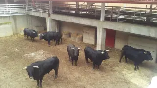 Últimos preparativos para la Vaquilla de Teruel