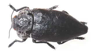El llamado 'gusano cabezudo' es en realidad un coleóptero