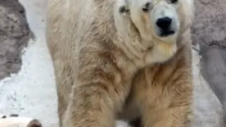 El oso polar Arturo, en el zoológico de Mendoza