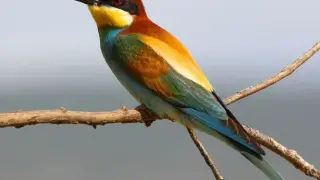 La ornitología es una nueva vía para reforzar el turismo.
