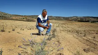 Panos Charizopoulos contempla las todavía pequeñas plantas de lavandín.
