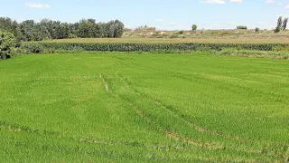 Campo de arroz puesto en cultivo para la próxima cosecha en la localidad de Lalueza.
