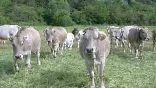 Algunas de las vacas ecológicas de Javier Cazcarro