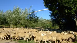 Las ovejas pastan en el soto del río