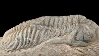 Un paseo submarino entre los fósiles paleozoicos de Santa Cruz de Nogueras