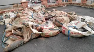 2.600 kilos de carpas, siluros y luciopercas iban metidos en sacos como los que se utilizan para retirar escombros.