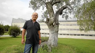 José Casanova junto a uno de los olivos plantados en el exterior de la Escuela Politécnica, donde se encuentra el banco de germoplasma