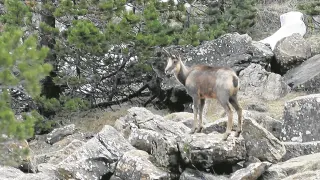 Uno de los sarrios que campan por los montes del Parque Nacional de Ordesa.
