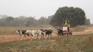 Éxito de participación en la III Carrera de Fuentes Claras con perros de tiro