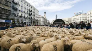 Dos mil ovejas llegan de Teruel al centro de Madrid