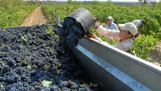 El Gobierno de Aragón ha convocado subvenciones para el sector vitivinícola para promocionarlo y fomentarlo.