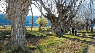 Una de las más extensas áreas de chopos cabeceros se encuentra en el valle del Pancrudo