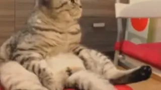 El gato Niki se hizo famoso por sentarse como un humano