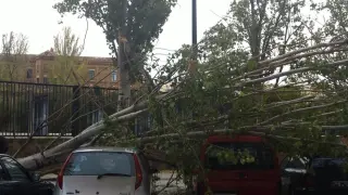 Un árbol aplasta dos vehículos en el barrio de las Delicias