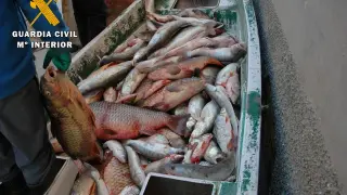Detenidas seis personas por capturar ilegalmente 2.300 kg de pescado en Mequinenza