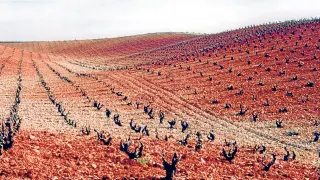 Los viñedos de la D. O. Cariñena han servido de modelo para un estudio sobre el cambio climático