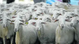 Oviaragón impulsa en OviSpain un gran grupo con exportaciones de 200.000 corderos al año