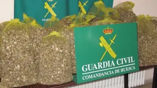 Intervienen 300 kilos de caracoles no aptos para el consumo en Almudevar