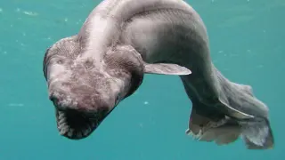 Avistan un raro tiburón conocido como 'el fósil viviente' en Australia