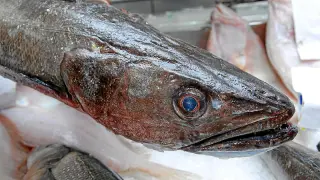 Ejemplar de merluza en una pescadería de Zaragoza