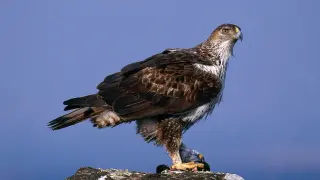 Ejemplar de águila perdicera